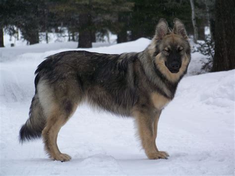 alsatian dog wiki